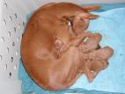 Cirneco Photo